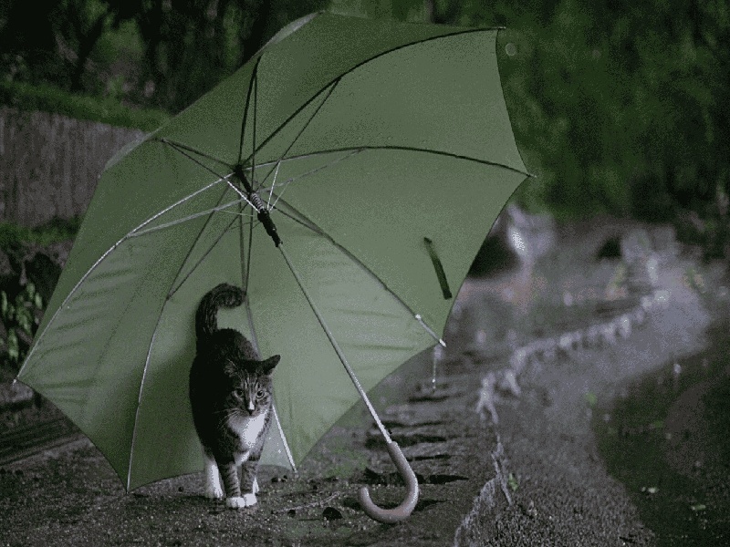 重庆卵泡多久能做试管（免费试管政策云南）